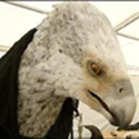 First picture of Buckbeak
