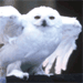 Hedwig
