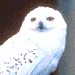 Hedwig